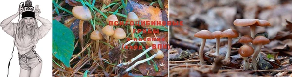 прущие крисы Алзамай